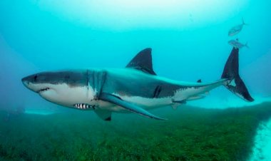 Warga-Kamalaputi-Jadi-Korban-Serangan-Hiu-di-Pantai-Purkam