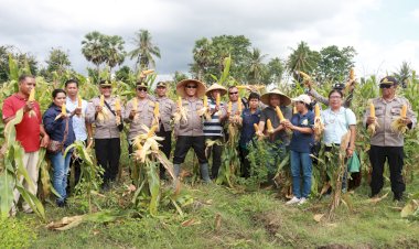 Kapolres-Sumba-Timur-Pimpin-Panen-Raya-Jagung,-Dorong-Pemanfaatan-Lahan-Tidur-untuk-Ketahanan-Pangan