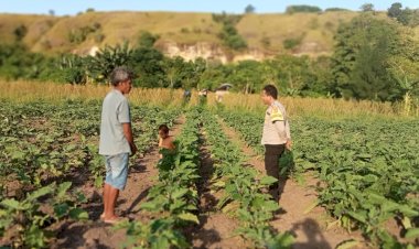 Lewat-Bhabinkamtibmas,-Polres-Sumba-Timur-Aktif-Dukung-Petani-Wujudkan-Kemandirian-Pangan