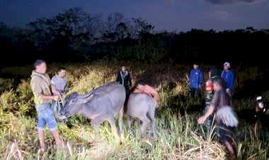 Sempat-Hilang-Dicuri,-Tujuh-Ekor-Kerbau-Berhasil-Diamankan-Polsek-Lewa-Bersama-Warga