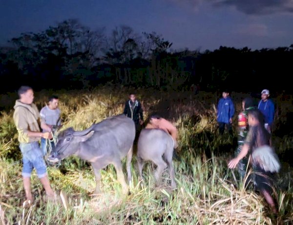 Sempat Hilang Dicuri, Tujuh Ekor Kerbau Berhasil Diamankan Polsek Lewa Bersama Warga