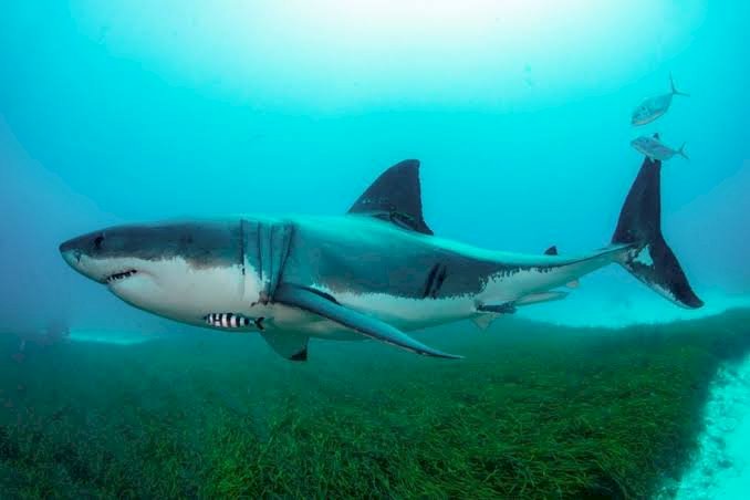 Warga Kamalaputi Jadi Korban Serangan Hiu di Pantai Purkam