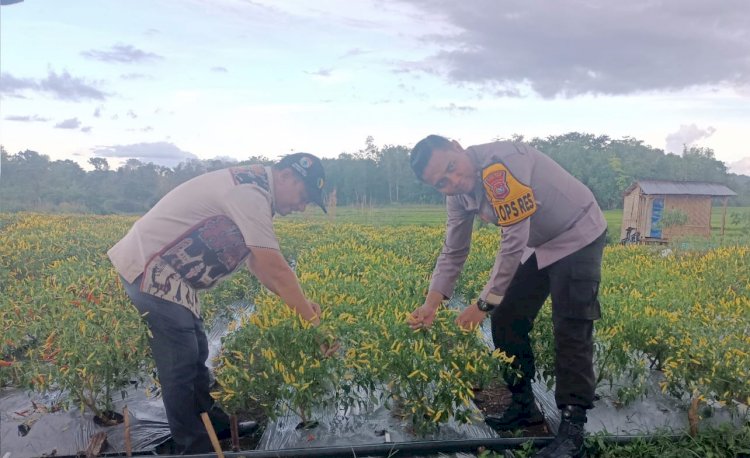 Guna Mensukseskan Program ASTA CITA, Kapolres Sumba Timur Kunjungi Balai Benih Utama Lewa