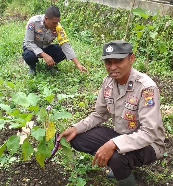 Polres Sumba Timur Terus Dukung Ketahanan Pangan Melalui Pendampingan Masyarakat Manfaatkan Pekarangan