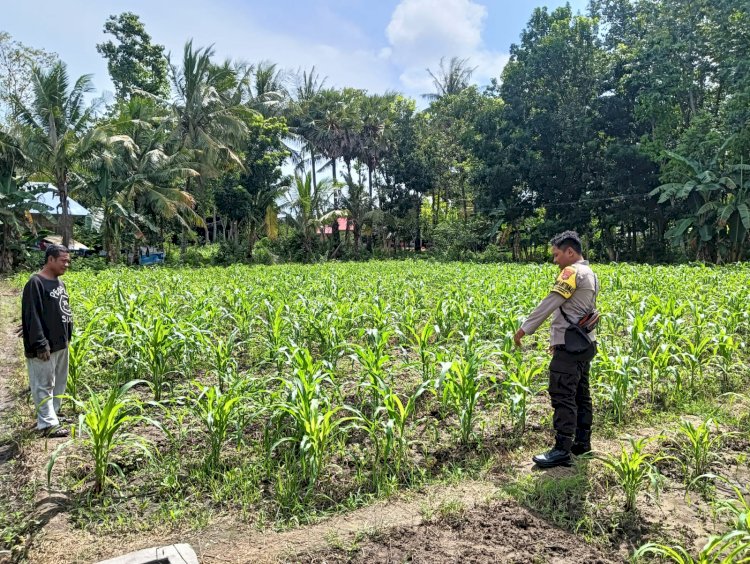 Dukung Ketahanan Pangan, Bhabinkamtibmas sebagai Garda Terdepan Polri Terus Lakukan Pendampingan kepada Petani