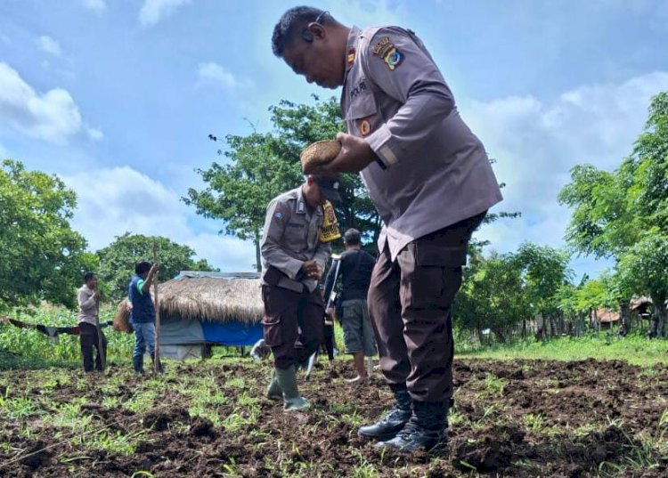 Tanam Jagung : Sinergi Polri, Pemerintah dan Masyarakat dalam Mewujudkan Ketahanan Pangan di Umalulu