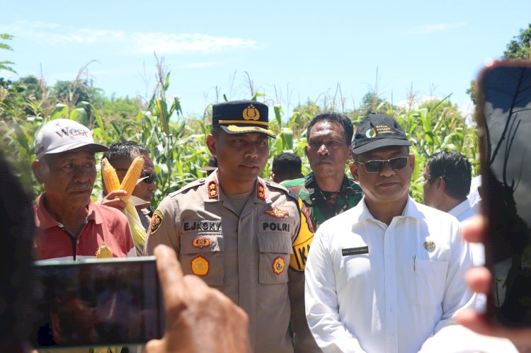 Panen Raya Bersama Masyarakat: Polres Sumba Timur Dukung Swasembada Pangan Nasional