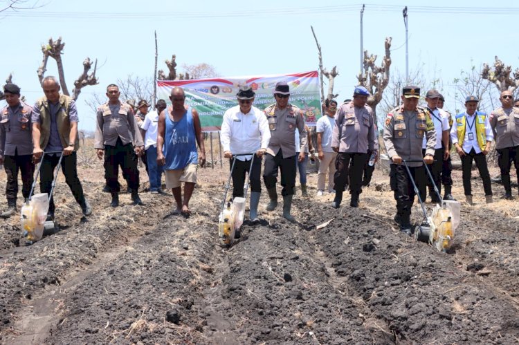 Dukung Ketahanan Pangan Nasional, Polres Sumba Timur Tanam Jagung Kuartal IV