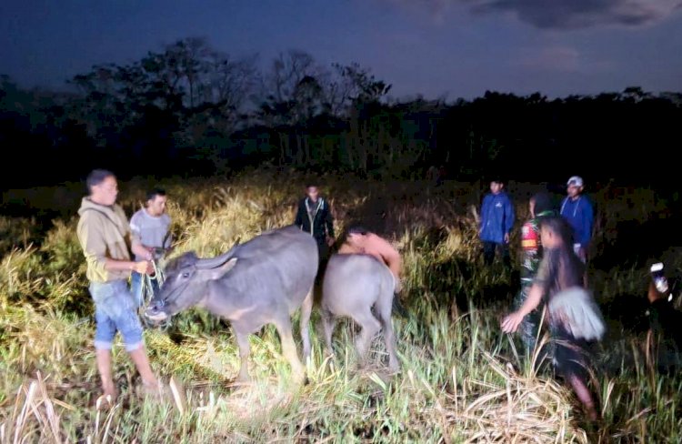 Sempat Hilang Dicuri, Tujuh Ekor Kerbau Berhasil Diamankan Polsek Lewa Bersama Warga