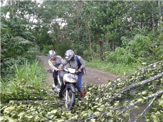 Bhabinkamtibmas Desa Kondamara Polres Sumba Timur Lakukan Evakuasi Pohon Tumbang Dibantu Seorang Pengendara